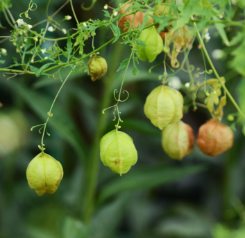 BALLOON VINE HERB POWDER (AYURVEDIC MEDICINE)