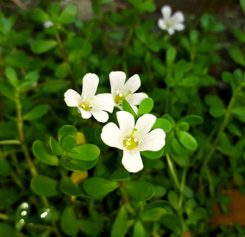 BRAHMI (AYURVEDIC MEDICINE)