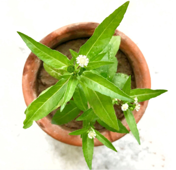 BRINGHARAJ (AYURVEDIC MEDICINE)