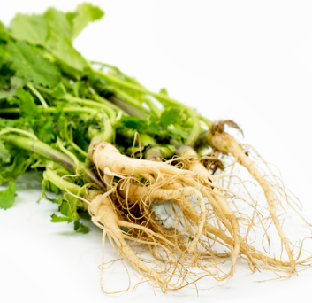 Stinging Nettle Root