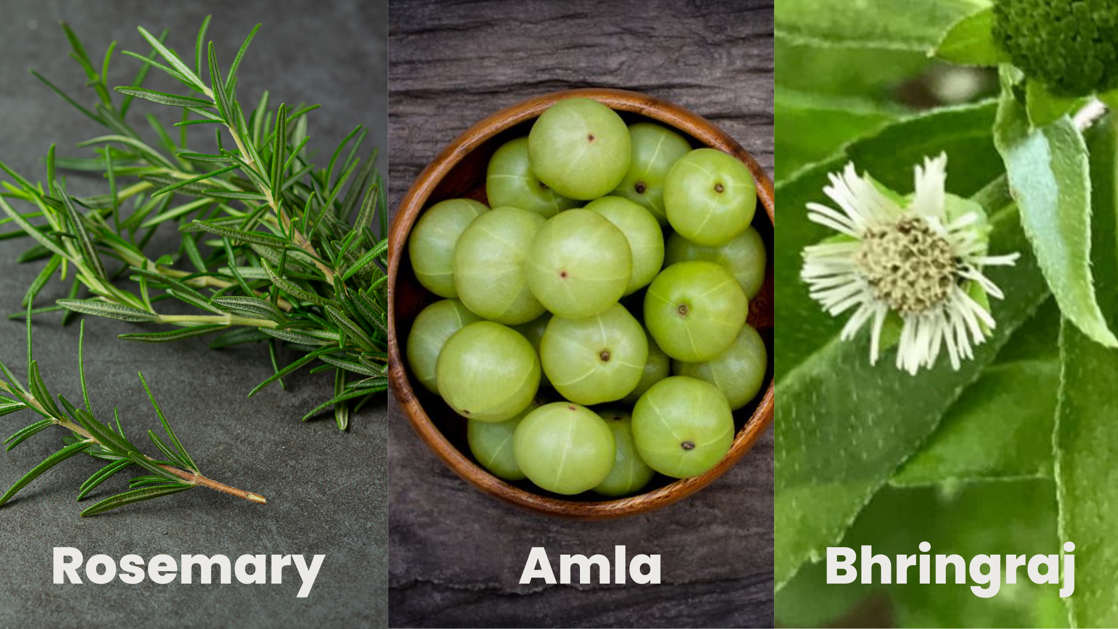 rosemary vs amla vs bhringraj