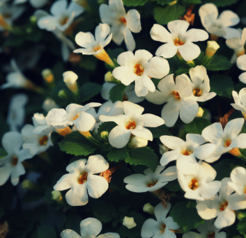 BRAHMI (AYURVEDIC MEDICINE)