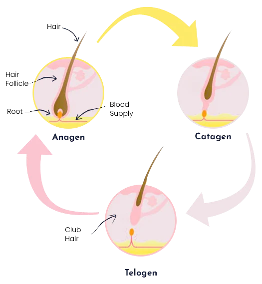 Let's first understand how hair grows in a cycle