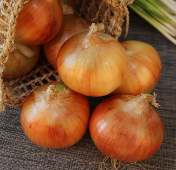 ONION BULB (ALLIUM CEPA)