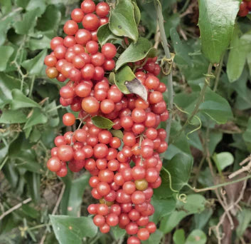 SARSAPARILLA