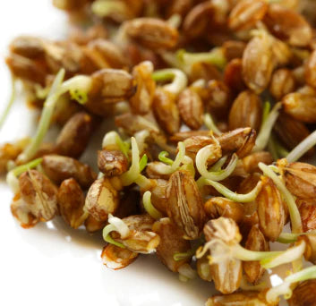 Trtiticum Vulgare (Wheat Germ)